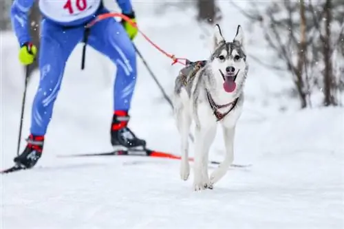Skijoring With Dogs 101: Το πιο δροσερό χειμερινό σπορ για τους ανθρώπους και τους σκύλους τους