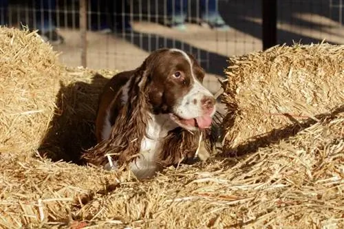 Mi az a Barn Hunt kutyáknak? Info & Kezdő lépések