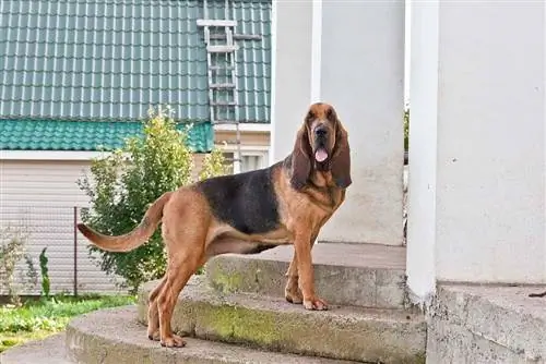Peste 150 de nume de Bloodhound care sunt geniale și unice