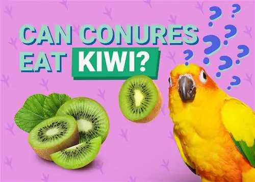 ¿Pueden las cotorras comer kiwi? Lo que necesitas saber