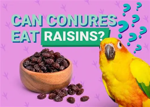 Les conures peuvent-elles manger des raisins secs ?