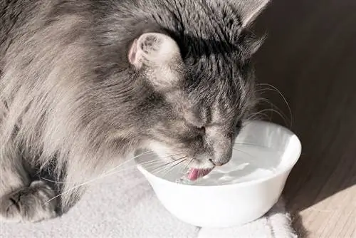 Katten min drikker mye vann & Mjauer, hva bør jeg gjøre?