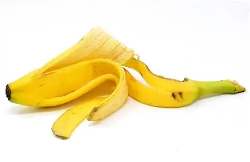 Mogu li zamorčići jesti koru od banane? Dijeta & Zdravstveni savjeti