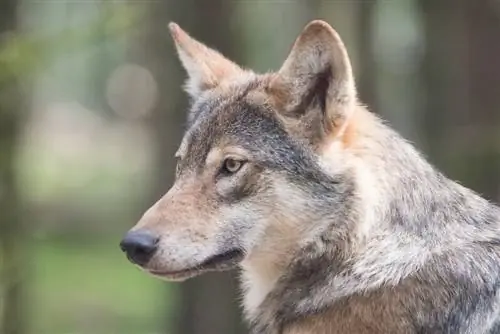 Vai vilki veido labus mājdzīvniekus? Pieradināšana un saderība