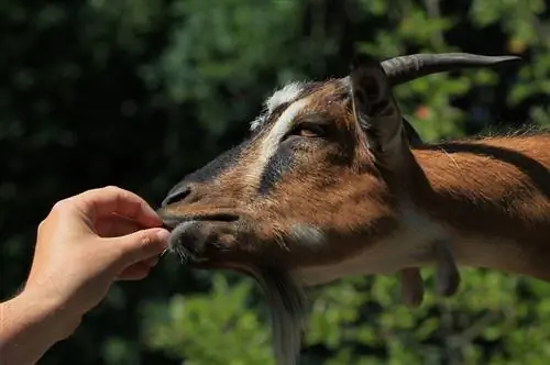 ছবি