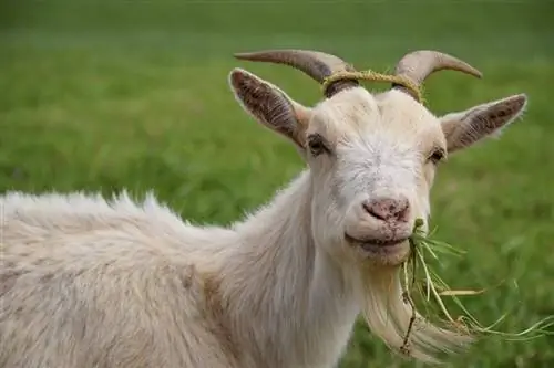 Koliko & Koliko često hraniti koze: Tablica hranjenja & Vodič
