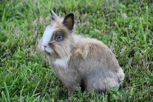 Tavşanlarda Tüy Yumağı Nasıl Önlenir ve Kurtulur: Sağlık & Wellness