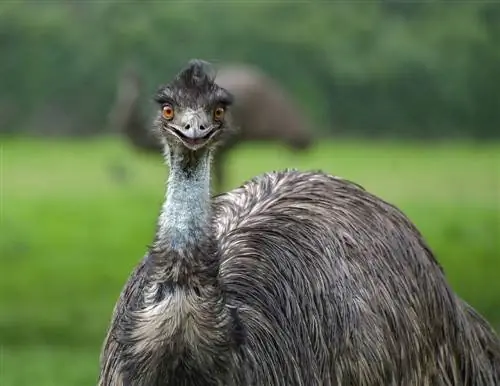 A bëjnë Emus kafshë shtëpiake të mira? Çfarë duhet të dini