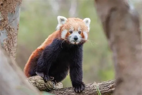 Blir røde pandaer gode kjæledyr? Hva du trenger å vite