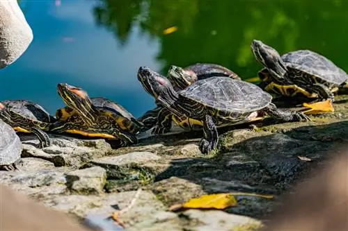 13 tortues trouvées dans le Maryland (avec photos)