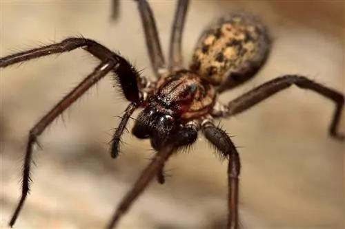 12 spinnen gevonden in Virginia (met foto's)