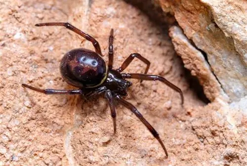 6 עכבישים שנמצאו בצפון קרוליינה (עם תמונות)