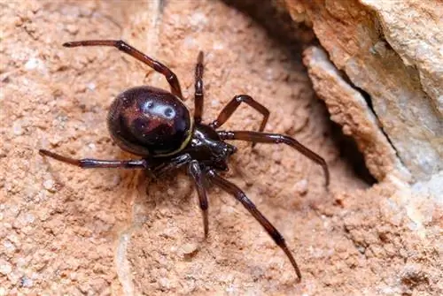 6 spinnen gevonden in North Carolina (met foto's)