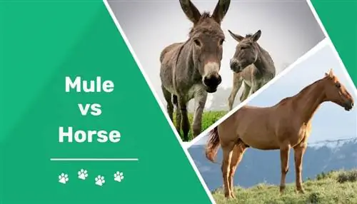 Muł kontra koń: kluczowe różnice (ze zdjęciami)