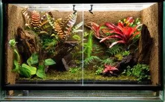 10 geriausių augalų, skirtų kuoduotųjų gekonų vivariumui – geriausi pasirinkimai & Atsiliepimai 2023 m