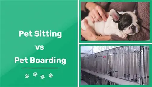 Կենդանիների նստելն ընդդեմ գիշերօթիկ նստելու. նկատելի տարբերություններ & Ինչն է լավագույնը ձեր ընտանի կենդանու համար