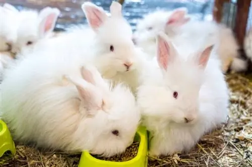 10 beste konijnenvoer & Pellets in 2023 – Recensies & Topkeuzes