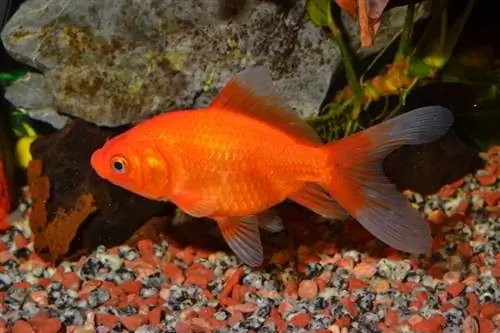 Keeping Feeder Goldfish: Guia completa 2023