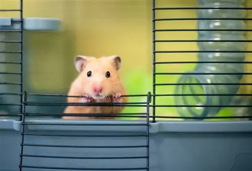 Como limpar uma gaiola de hamster: 6 etapas rápidas
