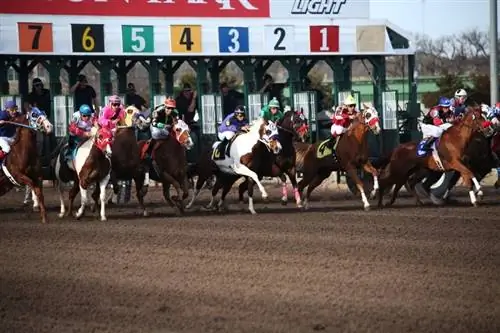 6 tipus de curses i classes de cavalls: explicació