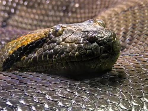Ar anakondai yra nuodingi? Ką tu turi žinoti