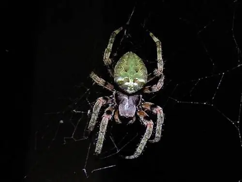 14 Spinnen in New Jersey gefunden (mit Bildern)