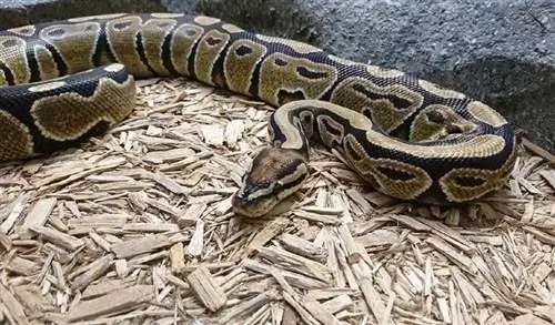 Kuinka tietää, onko Ball Python raskaana (kuvien avulla)