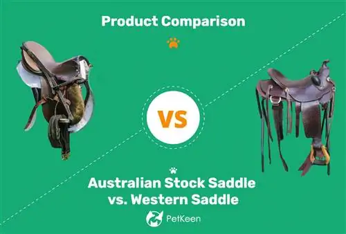 Australian Stock Saddle vs. Western Saddle: Ang Mga Pangunahing Pagkakaiba (May Mga Larawan)