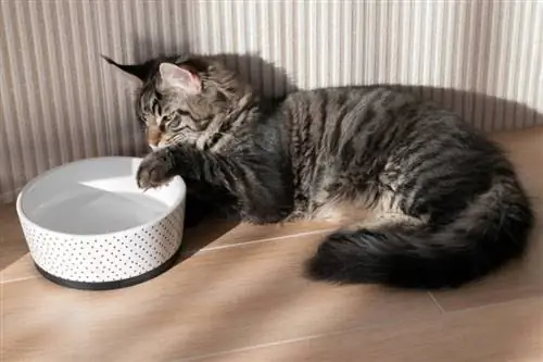 วิธีทำให้แมวดื่มน้ำมากขึ้น: 12 เคล็ดลับที่สัตวแพทย์อนุมัติ