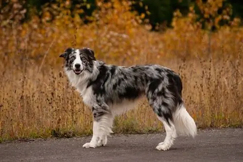 Blue Merle Ciam Teb Collie: Qhov Tseeb, Keeb Kwm & Keeb Kwm (nrog duab)