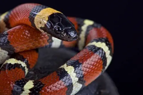Как змеи какают и писают? Что тебе нужно знать