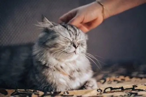 A i pëlqejnë macet masazhet e kokës? Përgjigja befasuese