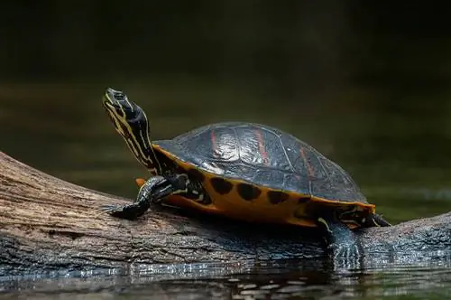 15 țestoase găsite în Carolina de Nord (cu imagini)