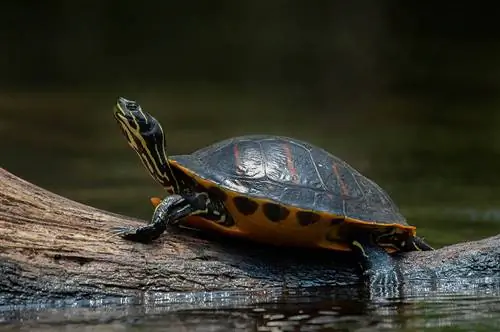 15 Pagong Natagpuan sa North Carolina (May Mga Larawan)