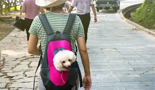 Ist es grausam, einen kleinen Hund in einer Handtasche zu tragen? Vom Tierarzt genehmigte Antwort