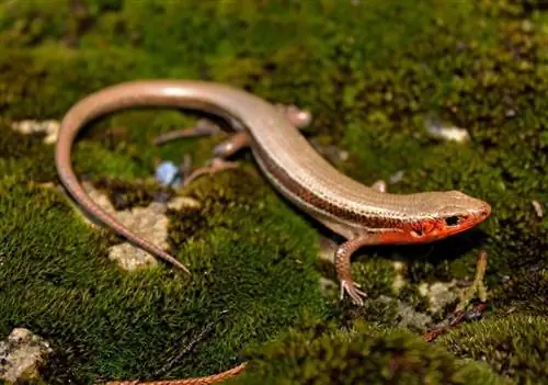 13 lagartos encontrados na Carolina do Norte (com fotos)