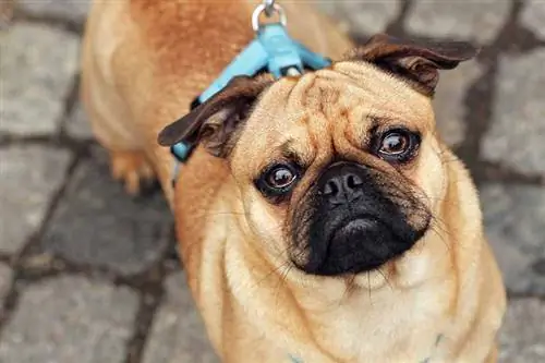Köpekler Gözyaşı Ağlar mı? Veteriner Tarafından İncelenen Yanıt
