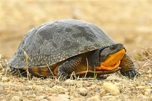 10 korytnačiek nájdených v Michigane (s obrázkami)
