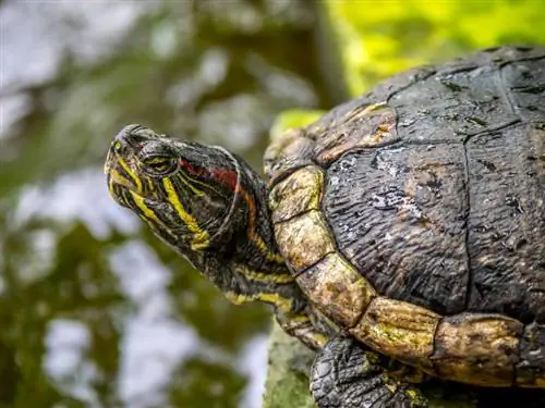 7 костенурки, намерени в Индиана (със снимки)
