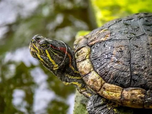 7 tartarugas encontradas em Indiana (com fotos)