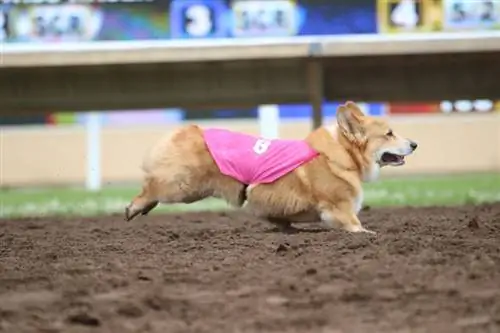 რა არის Corgi Races & არის ისინი ეთიკური? მომხიბლავი პასუხი