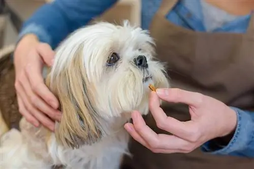 A kutyák szemkiegészítőinek 6 előnyei – Állatorvosi ajánlások