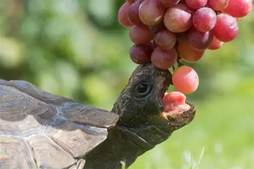 האם צבים יכולים לאכול ענבים & צימוקים? מה שאתה צריך לדעת
