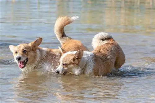 Može li Corgi plivati? Činjenice & Savjeti