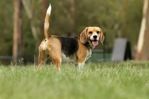 Blir beagler gode kjæledyr? Fordeler, ulemper & Fakta