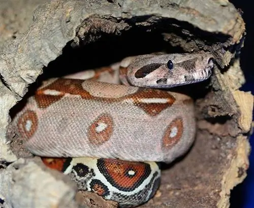 Czy węże zapadają w sen zimowy? Fakty & Często zadawane pytania