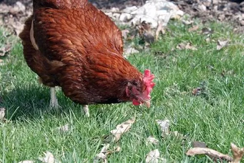 Da li su kokoši dobri kućni ljubimci? Tipovi, prednosti & Nedostaci