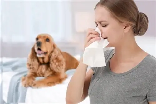 Bisakah Anda Alergi terhadap Anjing & Bukan Kucing? (Jawaban dokter hewan)