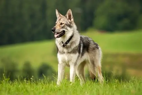 Wat is een wolfshond & Zijn het goede huisdieren?