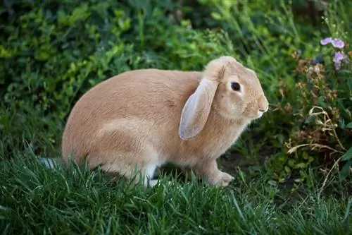 Cinnamon Rabbit: Impormasyon ng Lahi, Mga Larawan, Mga Katangian & Mga Katotohanan